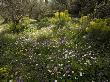 Flowery Olive Grove Terrace In Spring, Mayweed, Peloponnese, Greece by Bob Gibbons Limited Edition Print