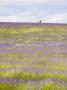 Couple Walking Through Field Of Lavender by Gavin Gough Limited Edition Print