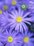 Aster Amellus King George (Michaelmas Daisy) by Hemant Jariwala Limited Edition Print