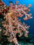 Alcyonarian Coral, With Green Sea Turtle, Malaysia by David B. Fleetham Limited Edition Print