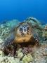 Hawksbill Turtle, Hawaii by David B. Fleetham Limited Edition Pricing Art Print