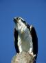 Osprey, Male, Florida by Brian Kenney Limited Edition Print