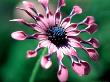 Osteospermum (Pink Swirl), Close-Up Of Flower by Linda Burgess Limited Edition Pricing Art Print