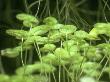 Duckweed, Lemna Minor by Oxford Scientific Limited Edition Print
