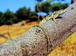 Italian Wall Lizard, Adult Male, Italy by Emanuele Biggi Limited Edition Print