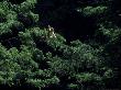 Golden Snub-Nosed Monkey, Leaping, China by Patricio Robles Gil Limited Edition Print