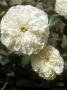 Rosa Sombreuil (Climbing Tea Rose), White Flower by David Askham Limited Edition Pricing Art Print