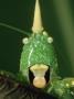 Cone-Headed Katydidrainforest, Costa Rica by Brian Kenney Limited Edition Print