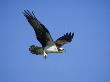 Osprey, Female In Flight, Florida by Brian Kenney Limited Edition Pricing Art Print