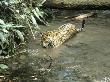 Jaguar, Belize, C.America by Partirdge Films Ltd. Limited Edition Print