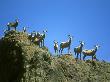 Bighorn Sheep, Looking Over Ridge, Nevada by David Boag Limited Edition Print