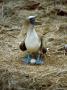 Blue-Footed Booby, With Egg, Galapagos Islands by Gustav Verderber Limited Edition Print