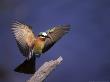 Whitefronted Bee-Eater, Landing On Perch, Botswana by Chris And Monique Fallows Limited Edition Pricing Art Print