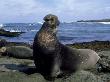 Northern Elephant Seal, Male, Mexico by Patricio Robles Gil Limited Edition Print