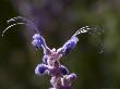 Trichostema Lanatum, Flower And Buds, Usa by Bob Gibbons Limited Edition Print