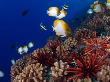 Slate Pencil Sea Urchins, With Fish, Hawaii by David B. Fleetham Limited Edition Pricing Art Print