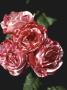 Bourbon Rose by David Askham Limited Edition Pricing Art Print