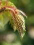 Rubus Tricolor, Young Shoot by Geoff Kidd Limited Edition Print