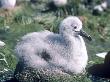 Grey Headed Albatross, Chick, South Georgia by Ben Osborne Limited Edition Print