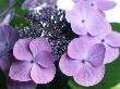 Close-Up Of Hydrangea by Rex Butcher Limited Edition Print