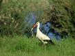 White Stork, Greece by Carlos Sanchez Alonso Limited Edition Print