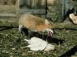Red Fox, Feeding On Chicken In Chicken Coop by Alan And Sandy Carey Limited Edition Print