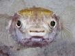 Spotted Porcupinefish, Immature, Malaysia by David B. Fleetham Limited Edition Print