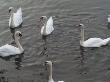 Ireland, Kinsale, Swans by Keith Levit Limited Edition Print