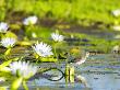 Wood Sandpiper In Wetland With Blue Water Lilies, Northern Tuli Game Reserve, Botswana by Roger De La Harpe Limited Edition Print