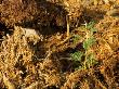 Acacia Seedlings, Sprouting In Elephant Dung From Seeds Ingested, Purros, Namibia by Roger De La Harpe Limited Edition Print