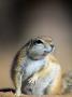 Ground Squirrel, Kgalagadi Transfrontier Park, South Africa by Roger De La Harpe Limited Edition Print
