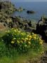 Birdsfoot Trefoil, South Devon by Kidd Geoff Limited Edition Print