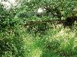 Plants For Sale On Long Table Under Trees In Orchard, Wildflowers, Snape Cottage, Dorset by Mark Bolton Limited Edition Print