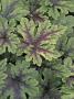 Tiarella, Leaves by Kidd Geoff Limited Edition Print