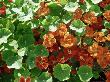 Tropaeolum by Linda Burgess Limited Edition Print