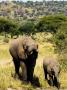 Elephants, Adult And Calf Drinking, Tanzania by Ariadne Van Zandbergen Limited Edition Print