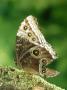 Morpho Butterfly, Torn Wing, Costa Rica by Michael Fogden Limited Edition Print