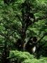 Yunnan Golden Monkey, Group In Tree, China by Patricio Robles Gil Limited Edition Print