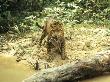 Jaguar, With Turtle Kill, Brazil by Nick Gordon Limited Edition Print