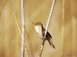 Reed Warbler In Song, Spring Uk by David Tipling Limited Edition Pricing Art Print