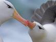 Black-Browed Albatross Courtship Ritual by Andy Rouse Limited Edition Pricing Art Print