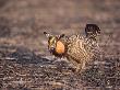Greater Prarie Chicken, Male Displaying by Tom Ulrich Limited Edition Print
