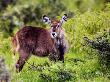 Common Waterbuck, Young, Tanzania by Ariadne Van Zandbergen Limited Edition Print