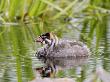 Pied-Billed Grebe, Chick, Quebec, Canada by Robert Servranckx Limited Edition Print
