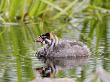 Pied-Billed Grebe, Chick, Quebec, Canada by Robert Servranckx Limited Edition Print