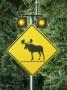 Moose Crossing Sign by Fogstock Llc Limited Edition Print