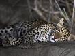 African Leopard Asleep On Rock At Night by Andy Rouse Limited Edition Print