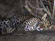 African Leopard Asleep On Rock At Night by Andy Rouse Limited Edition Print