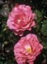 Shrub Rose by David Askham Limited Edition Print