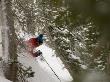 Man Skiing Between Trees At Honeycomb Canyon, Wasatch Mountains, Usa by Mike Tittel Limited Edition Print